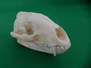 Echter Dachs Schädel Badger Skull Präparat Knochen Raubtier Skelett 62.  5.  2 Bild