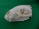 Echter Dachs Schädel Badger Skull Präparat Knochen Raubtier Skelett 62.  5.  2 Jagd & Fischen Bild 1