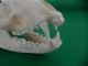 Echter Dachs Schädel Badger Skull Präparat Knochen Raubtier Skelett 62.  5.  2 Jagd & Fischen Bild 4