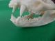 Echter Dachs Schädel Badger Skull Präparat Knochen Raubtier Skelett 62.  5.  2 Jagd & Fischen Bild 5