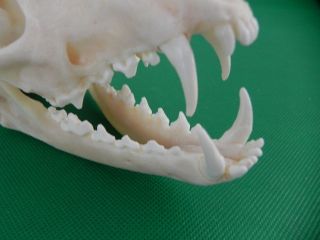 Echter Dachs Schädel Badger Skull Präparat Knochen Raubtier Skelett 62.  5.  6 Bild