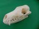 Echter Dachs Schädel Badger Skull Präparat Knochen Raubtier Skelett 62.  5.  6 Jagd & Fischen Bild 1