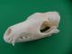 Echter Dachs Schädel Badger Skull Präparat Knochen Raubtier Skelett 62.  5.  6 Jagd & Fischen Bild 3