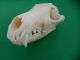 Echter Dachs Schädel Badger Skull Präparat Knochen Raubtier Skelett 62.  5.  6 Jagd & Fischen Bild 5