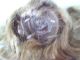 Alte Puppenteile Goldrote Locken Haar Perücke Vintage Doll Hair Wig 25 Cm Girl Puppen & Zubehör Bild 5
