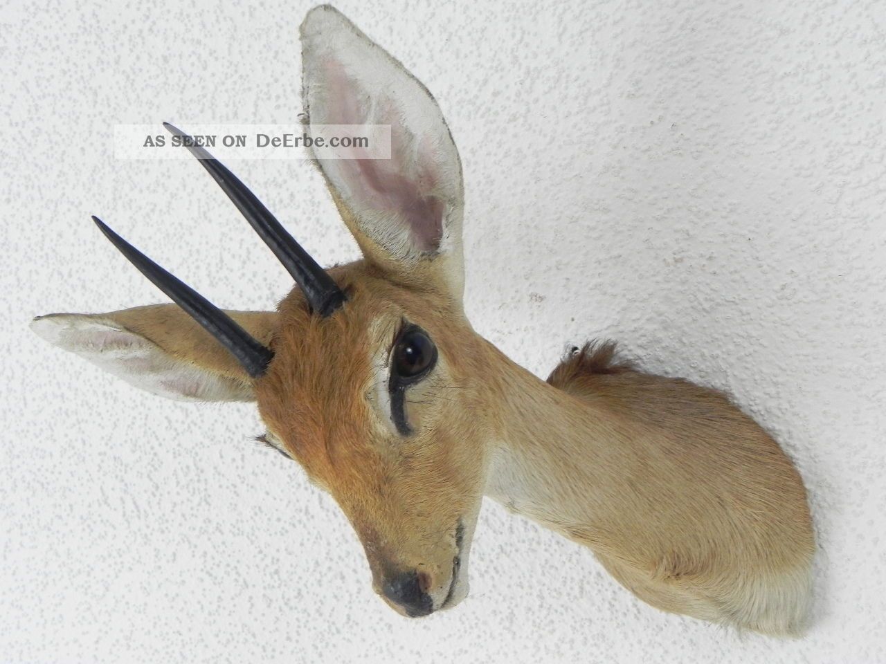 SteinbÖckchen Kopf Präparat Zwerg Antilope Steinbock Ducker Afrika Deko 95.  14.  5 Jagd & Fischen Bild