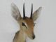 SteinbÖckchen Kopf Präparat Zwerg Antilope Steinbock Ducker Afrika Deko 95.  14.  5 Jagd & Fischen Bild 6