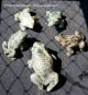 Frosch,  Frog,  Froschkönig,  Frog King,  Dolomit,  Brasilien,  A,  2050 Gramm Internationale Antiq. & Kunst Bild 1