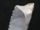 7400j.  A: RaritÄt Messer 69 Mm Steinzeit Mesolithikum Silex ErtebÖlle Ellerbek K Antike Bild 4