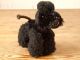 Kleiner Pudel Steiff Hund 60er Jahre Spielzeug Stofftiere & Teddybären Bild 2