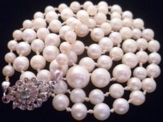 1 Tag Elegante Echte Perlenkette Mit 585er - Goldverschluss,  Akoya - Perlen,  Nachlass Bild
