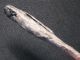4000j.  A: Herausragend Dolch 172mm Feuerzeug Steinzeit Neolithikum Silex Flint Antike Bild 5