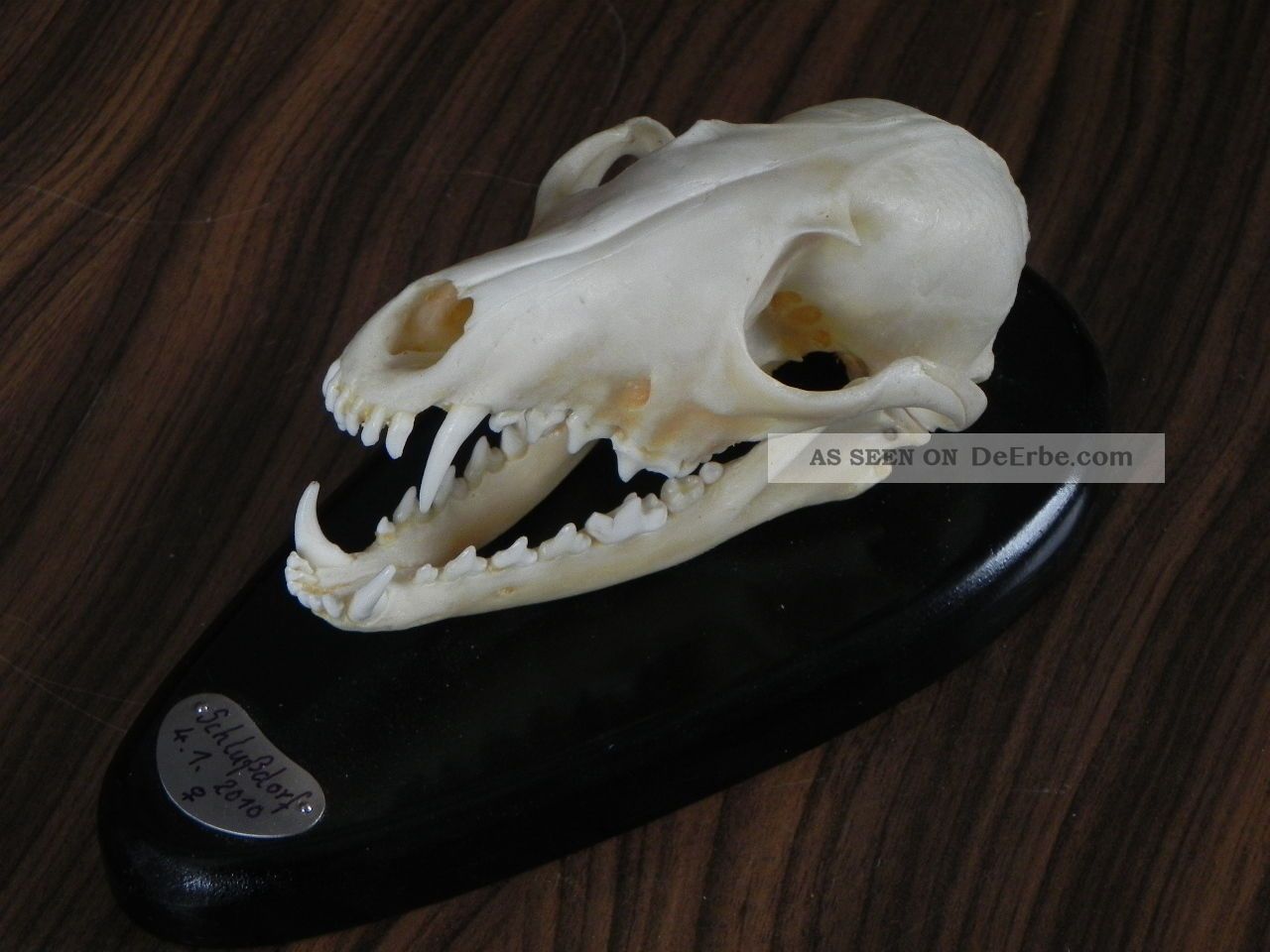 Echter Fuchs Schadel Schadeltrophae Knochen Raubtier Skelett 62 6 9