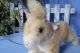 Steiff Springender Hase,  12 Cm,  Kf /steiff Rabbit,  12 Cm,  Ids Steiff Bild 4