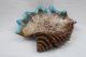 Kunstvolle Große Keramik Schale Maritimes Dekor Schnecke Muschel Signiert D 35,  5 Nach Form & Funktion Bild 1