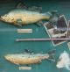 Dekorativer Älterer Angler Schaukasten Mit Miniatur Fischfang Devotionalien Alte Berufe Bild 4