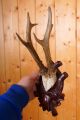 Schönes 6 Ender Rehgeweih Auf Antik Geschnitztem Trophäenbrett Roe Deer Trophy Jagd & Fischen Bild 3