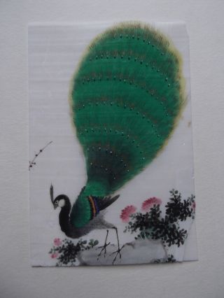 Chinesische Tuschepinsel Zeichnung Pfau Um 1900 Asiatika Bild