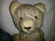 Teddy Bär Bear Antik Rarität Steiff ? Steiff Bild 3