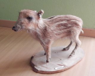 Wildschwein Frischling Ausgestopft Tierpräparat Präparat Bild