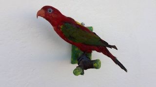 Vogelpräparat Papagei,  Taxidermy,  Ausgestopft Aus Nachlass Vmg Bitte Lesen Bild