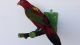 Vogelpräparat Papagei,  Taxidermy,  Ausgestopft Aus Nachlass Vmg Bitte Lesen Jagd & Fischen Bild 1