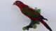 Vogelpräparat Papagei,  Taxidermy,  Ausgestopft Aus Nachlass Vmg Bitte Lesen Jagd & Fischen Bild 2