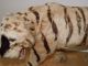 Antik 75cm Taxidermy Toy Tiger Victorian Antiker Tiger Fell Um 1830 - 1900 Antike Bild 1