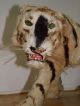 Antik 75cm Taxidermy Toy Tiger Victorian Antiker Tiger Fell Um 1830 - 1900 Antike Bild 3