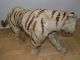 Antik 75cm Taxidermy Toy Tiger Victorian Antiker Tiger Fell Um 1830 - 1900 Antike Bild 7