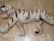 Antik 75cm Taxidermy Toy Tiger Victorian Antiker Tiger Fell Um 1830 - 1900 Antike Bild 8