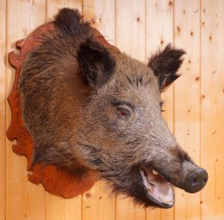 Schöner Wildschweinkopf Wild Boar Taxidermy Mit Behördlicher Vmg Bild