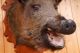 Schöner Wildschweinkopf Wild Boar Taxidermy Mit Behördlicher Vmg Jagd & Fischen Bild 1