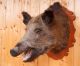 Schöner Wildschweinkopf Wild Boar Taxidermy Mit Behördlicher Vmg Jagd & Fischen Bild 2