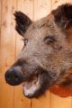 Schöner Wildschweinkopf Wild Boar Taxidermy Mit Behördlicher Vmg Jagd & Fischen Bild 4