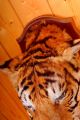 Schöner Tigerkopf Auf Trophäenbrett Tiger Taxidermy Mit Cites Bescheinigung Jagd & Fischen Bild 6