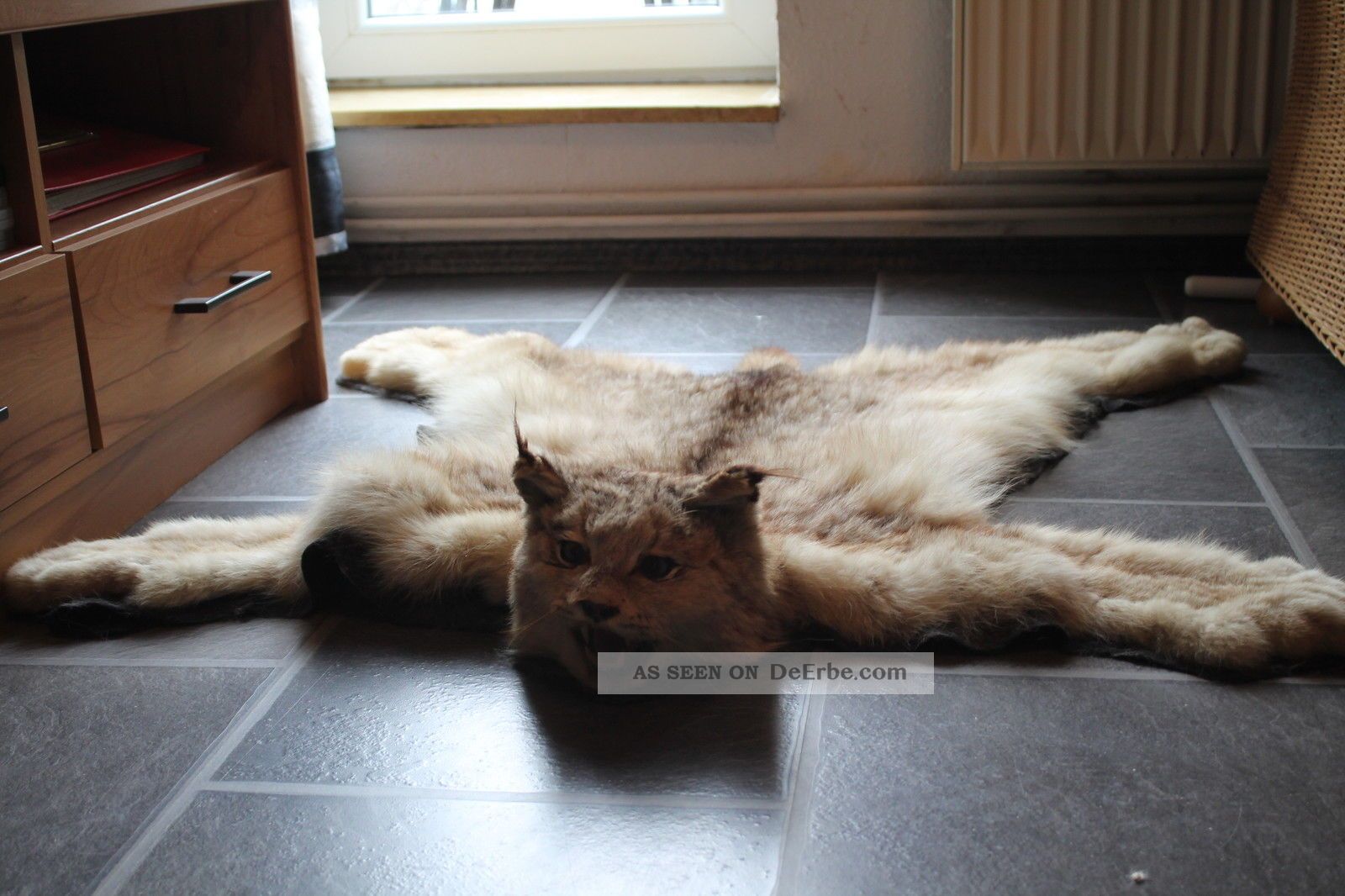 Luchsvorleger Mit Zertifikat Jagd & Fischen Bild