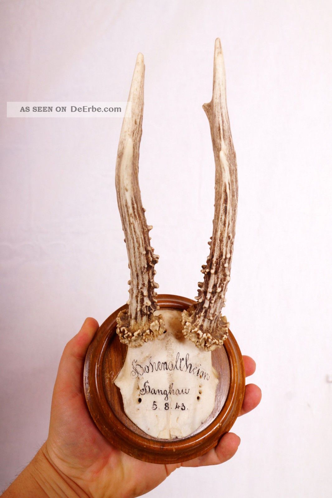 Schönes Ungerades Rehgeweih Auf Trophäenbrett Von 1943 Roe Deer Trophy Jagd & Fischen Bild
