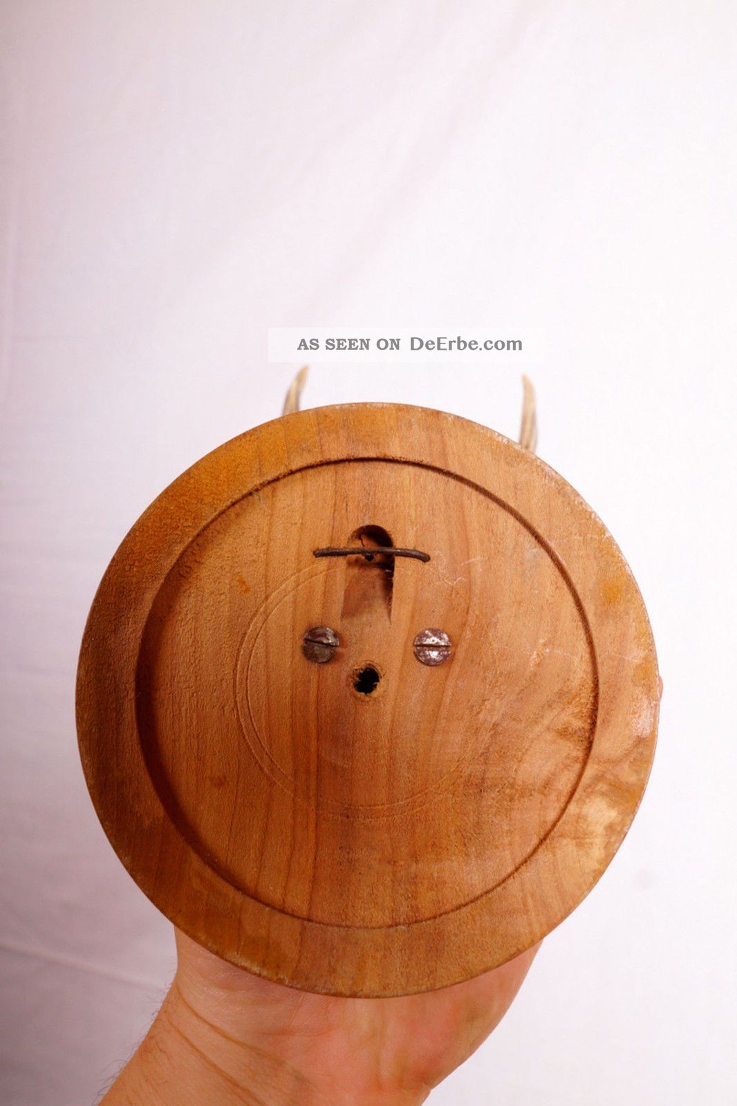 Schönes Gabler Rehgeweih Auf Trophäenbrett Von 1938 Roe Deer Trophy