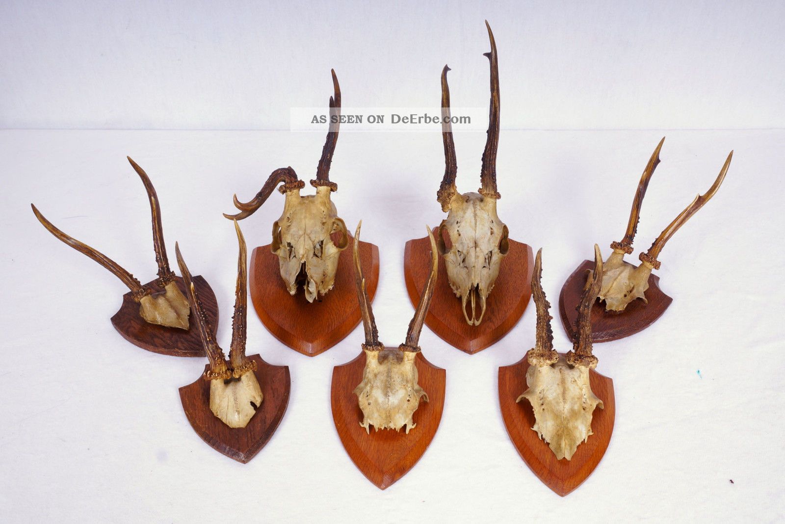 7 Antike Rehgeweihe Auf Trophäenbretter Roe Deer Trophies Jagd & Fischen Bild