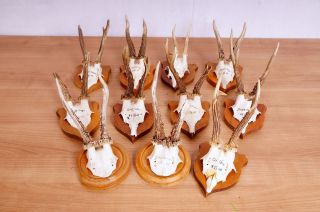 11 Rehgeweihe Auf Braunen Trophäenbretter Roe Deer Trophies Bild