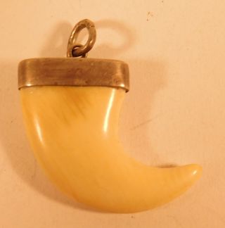 Antiker Zahn Anhänger Mit Silber Fassung Bild