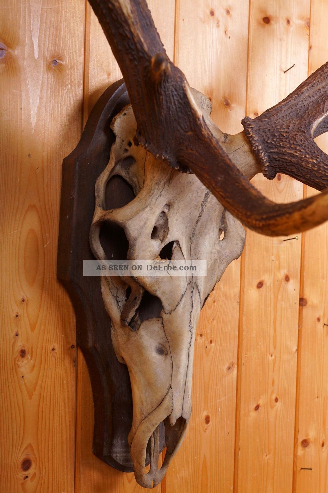 Ungerades 16 Ender Hirschgeweih Auf Trophäenbrett Red Stag Trophy