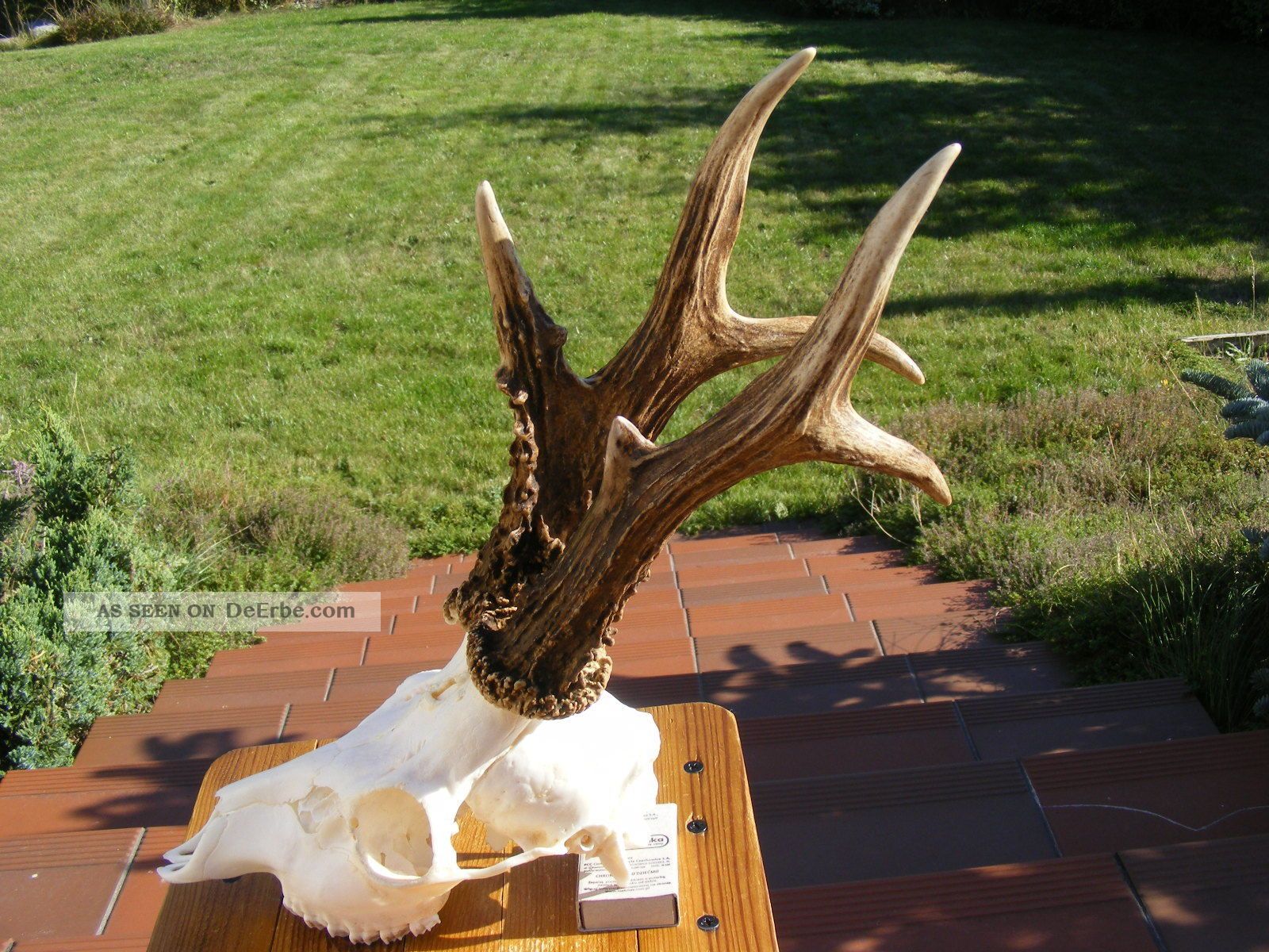 Hochkapitales Goldmedalienbock 606g Abnorm Rehgeweih - Roe Deer Antlers - Corzo Jagd & Fischen Bild