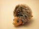 Schuco Igel / Hedgehog,  Arche Noah,  Miniatur 3,  5cm Hoch,  Selten Stofftiere & Teddybären Bild 1
