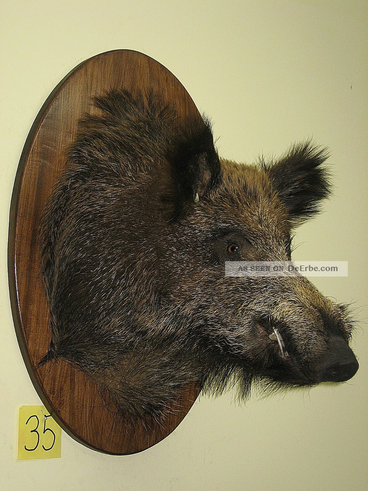 Wildschweinkopf (nr 35) Auf Dem Ovalen Brett,  Keilerzähne Aus Polyesterharz Jagd & Fischen Bild