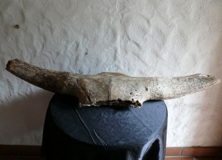 Riesiger Versteinerter Schädel Eines Auerochsen Zwischen 50 - 100000 Jahre Alt Bild