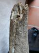 Riesiger Versteinerter Schädel Eines Auerochsen Zwischen 50 - 100000 Jahre Alt Antike Bild 5