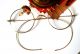 Luxus Gold Brille Optiker Nachlass 1900 Sehr Edel Federleicht Biegsame Bügel Optiker Bild 9