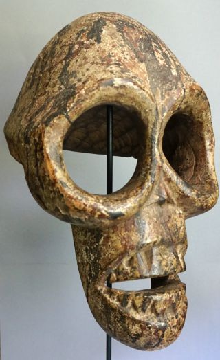 Rare Bantu Funeral Skull Mask,  D.  R.  Congo – Masque Crane,  D.  R.  Kongo Bild